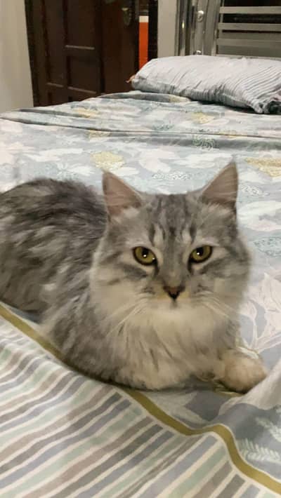 Persian cat grey edition