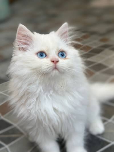 Persian Cat Tripple Coated. Healthy and playful