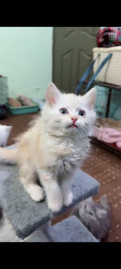 Persian cats vaccinated healthy active