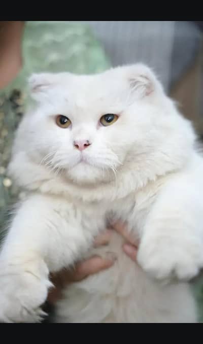 cat Persian for sale 03708460124 is number per Raabta karna hai