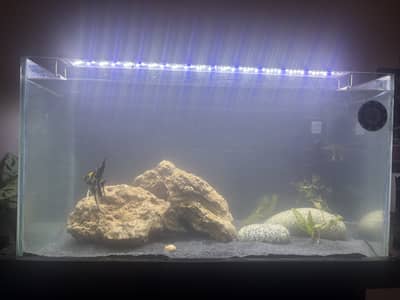 Beautiful aquarium for sale full set up