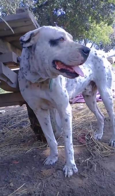 kohati guiltar+bulli cross