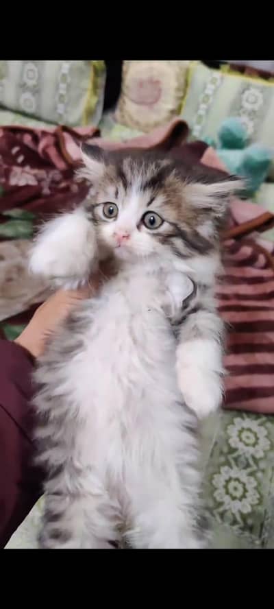 pure Persian kitten aur vaccinated triple long coted and littler trend