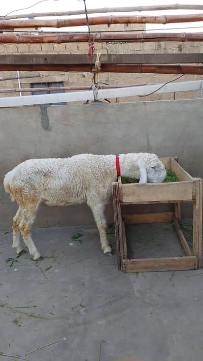 MASHALLAH FULL GULABHI LARKANA DUMBA BEST FOR QURBANI 2026