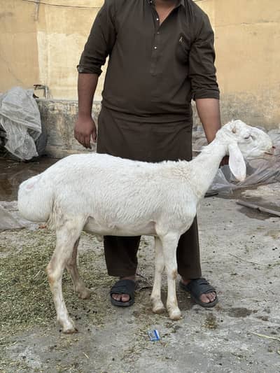 Sheep/goats/dumba/bakra