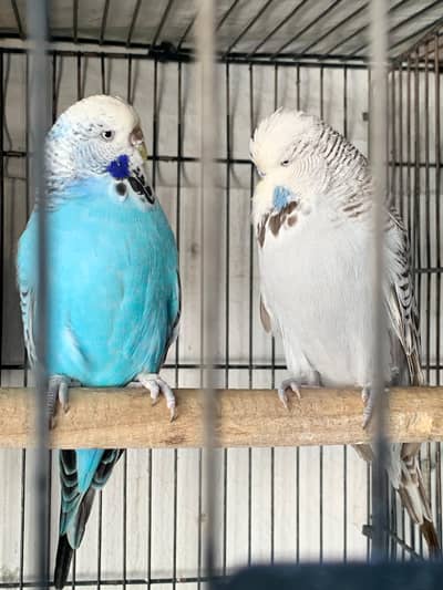 Exhibition Parrots pair
