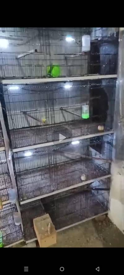 12 Portion Folding Cage