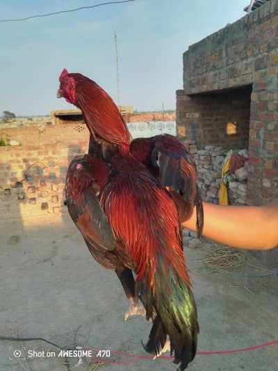 Pure Aseel Murgha strong healthy