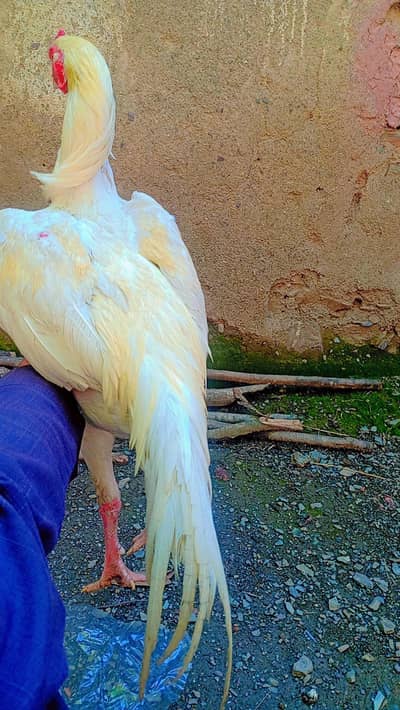 Heera Aseel home breed