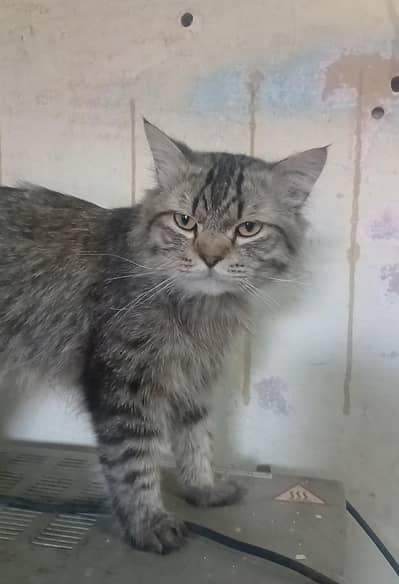 Male Persian Cat for Sale