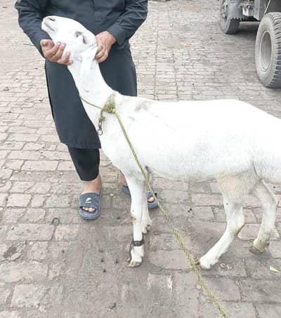 dunmba child. age. 1.2 yrars. female for qurbani or breading