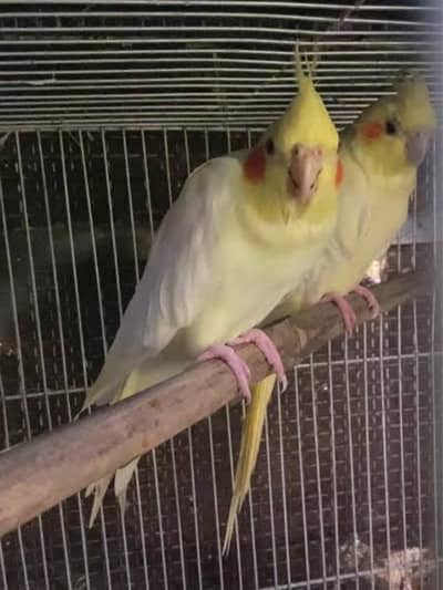 Active cocktail pathay Cockateil