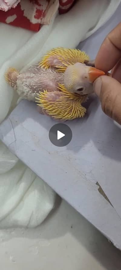 all parrot chicks