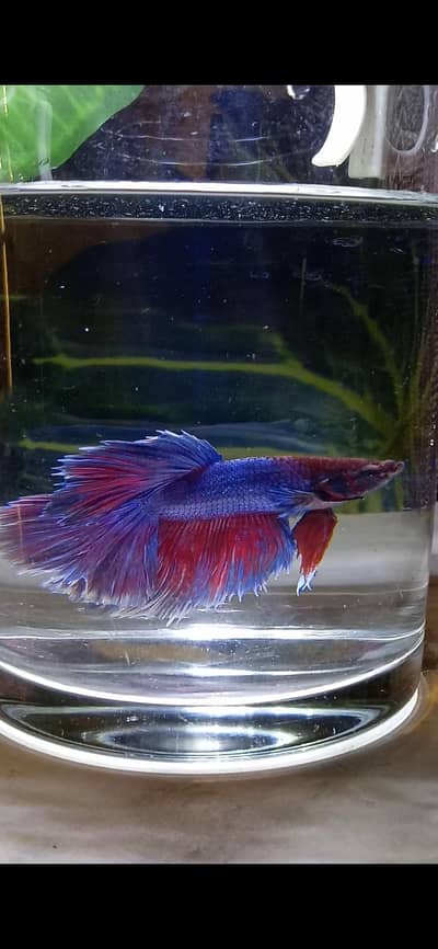 Betta fish fighter fish
