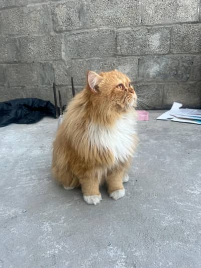 Persian triple coated