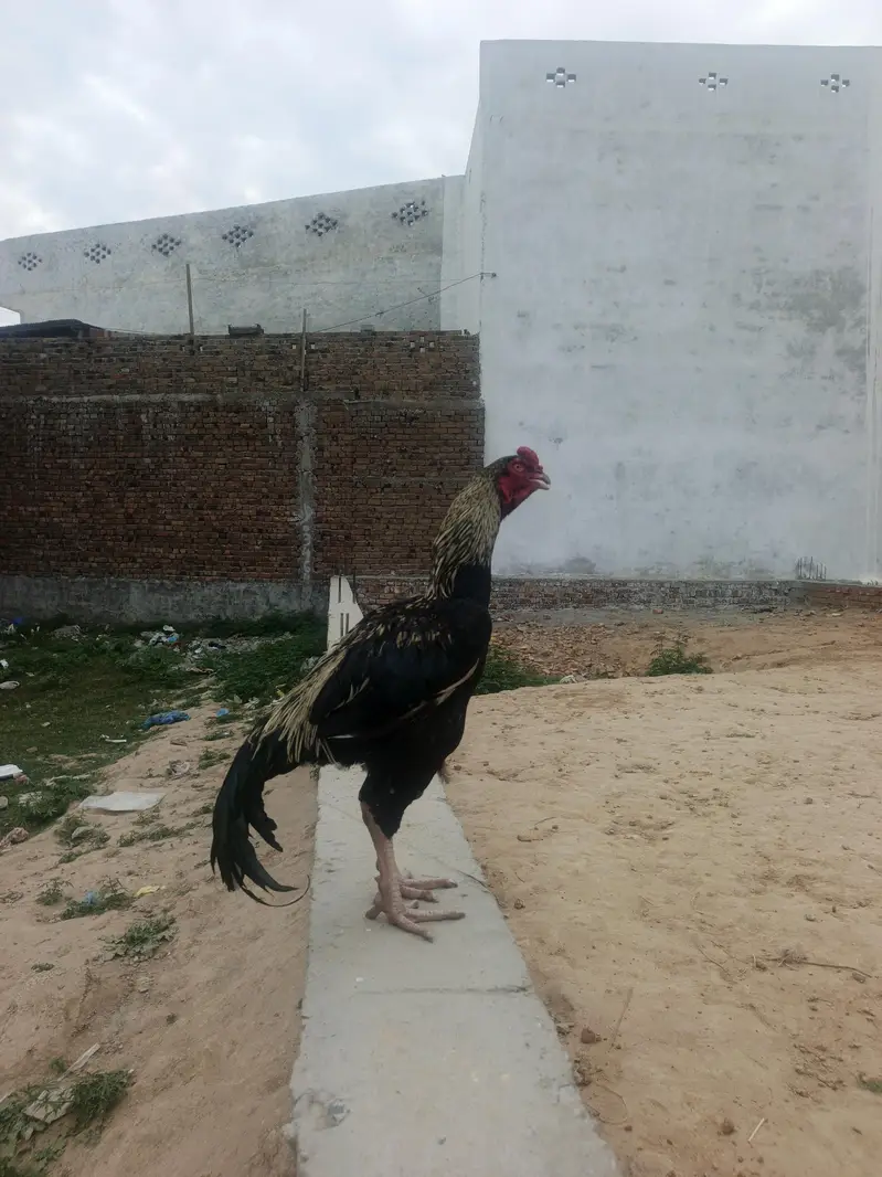 black Java shamo — photo 2