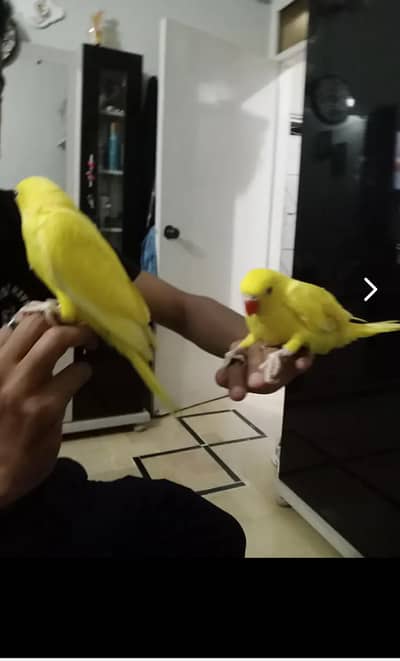 Yellow ring neck, love bird