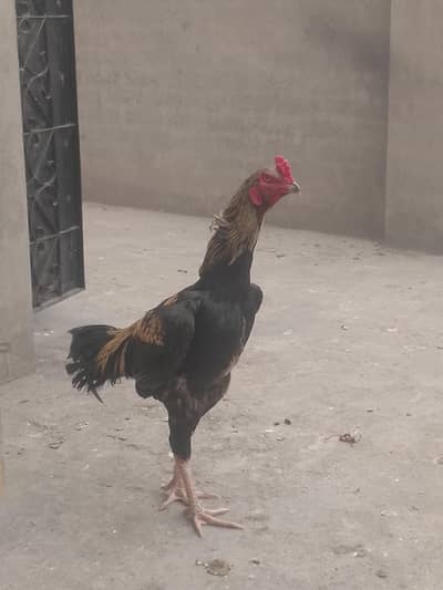 aseel black sawan bahut majbut murga ha age 18 months