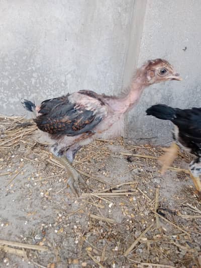 Pakoya Aseel imported