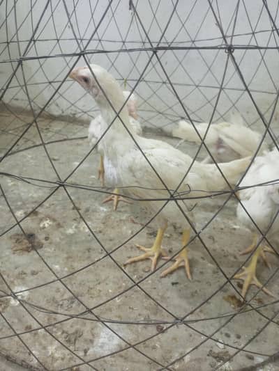 Heera Aseel Chicks 4 pieces   (  03204661930  )