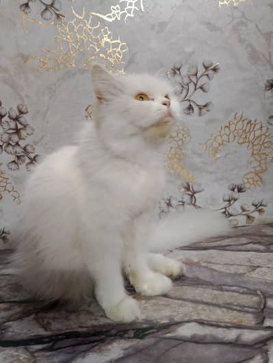 Pure Persian Punch Face Female Cat for Sale – Healthy & Fluffy