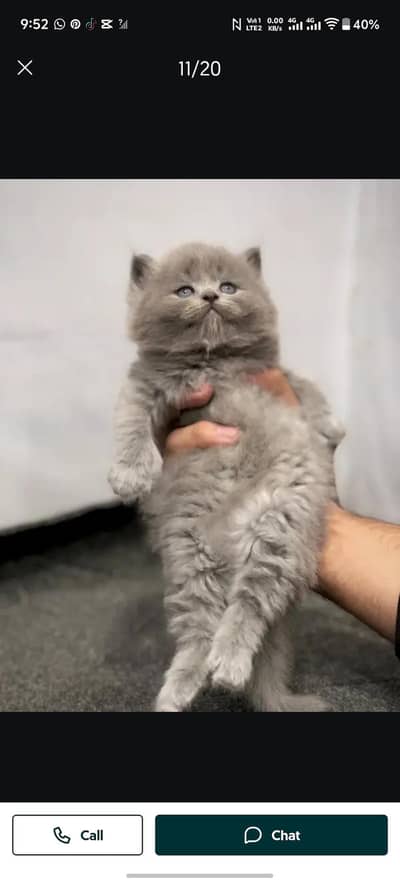 cat for sale grey colour mal