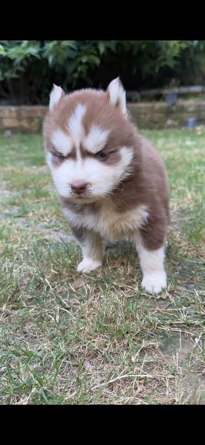 Pure Siberian husky puppy