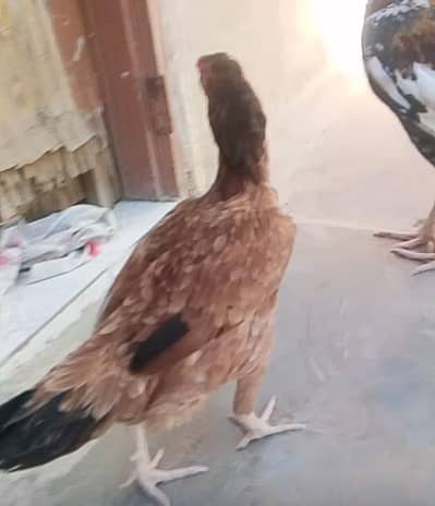 Whatsapp number 03430023203