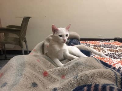 Persian single coat cat for sale