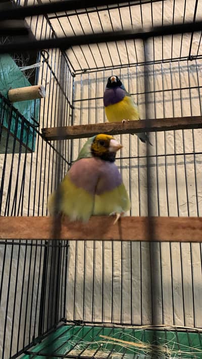 Exhibition Gauldian Breeder Confirm Pair