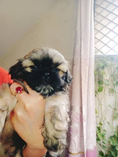 shih tzu pupps