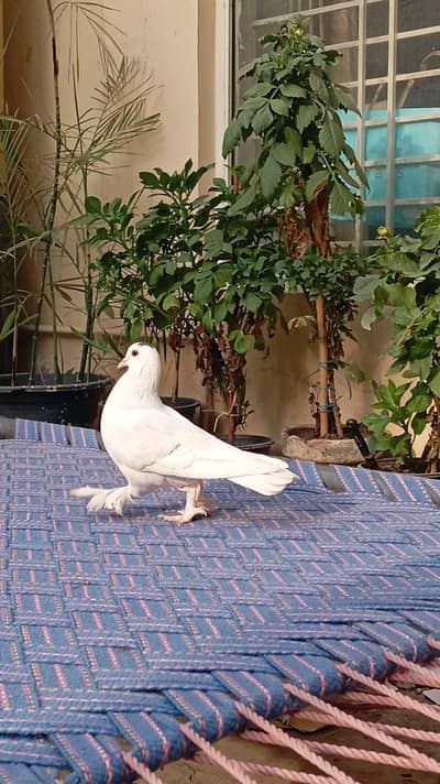 White beautiful Female pigeon for sale