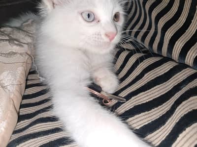 3 Core , Turkish aungura