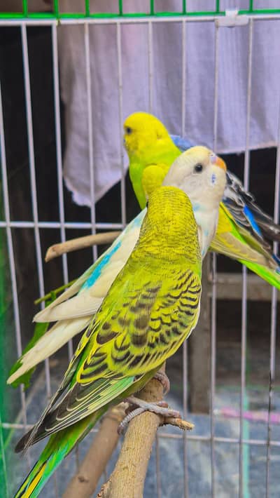 beautiful parrot pairs