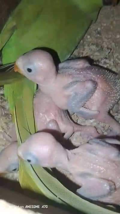 Parrots chickes for sale