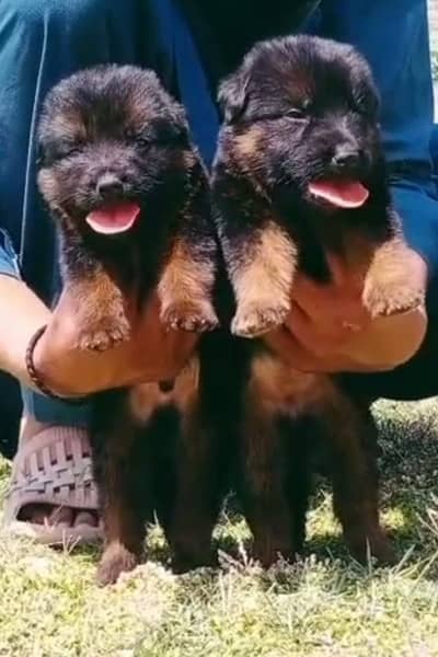German shepherd |black shepherd | Black n tan puppy | Gsd puppies