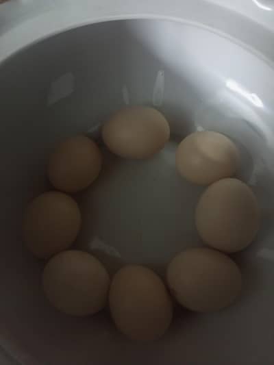 molted bantam eggs