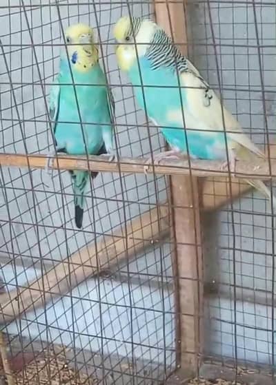 Australian Budgies parrot