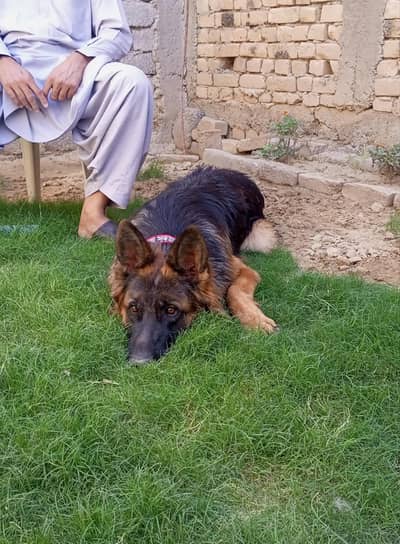German shepherd pure blood line ped breed