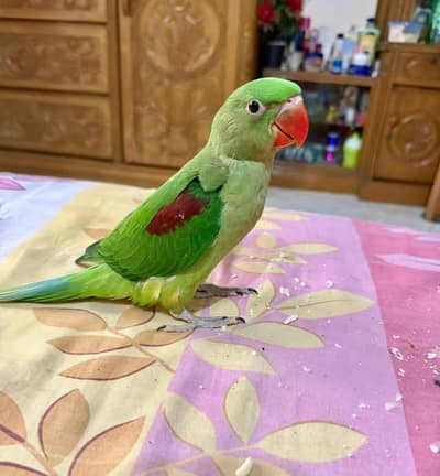 Kashmiri Raw Chick Male Hand Team