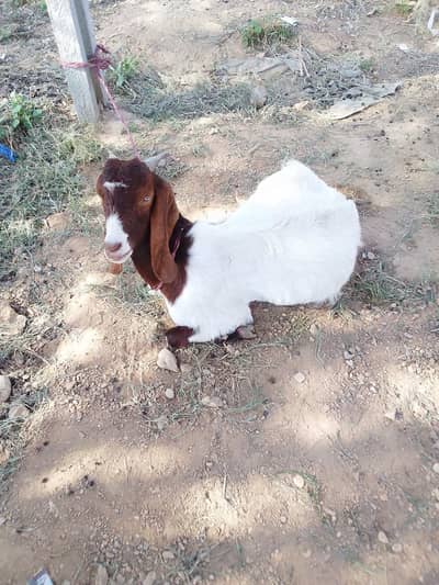female goat for sale