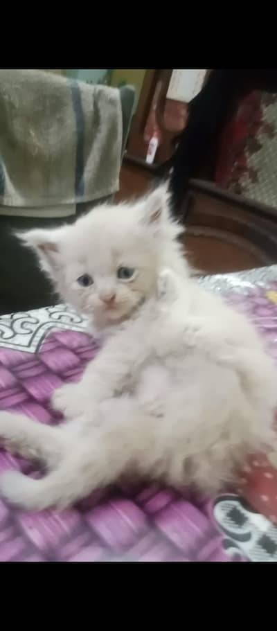 Persian cat for sale