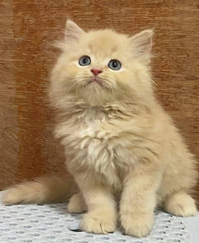 Persian kitten Female Triple Coated