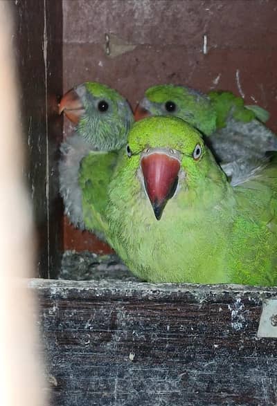 green parrot baby sale home breed Karachi