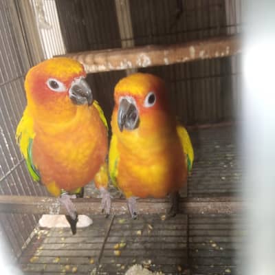 Sunconure Breeder pair final 48k