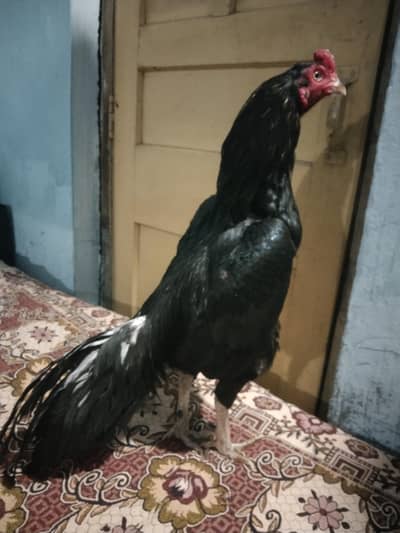 aseel mushka 2 bar win 03035427948