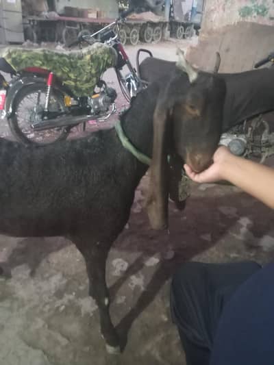 1 manth ki gaban he 1 kg se zada din ka dhoot he