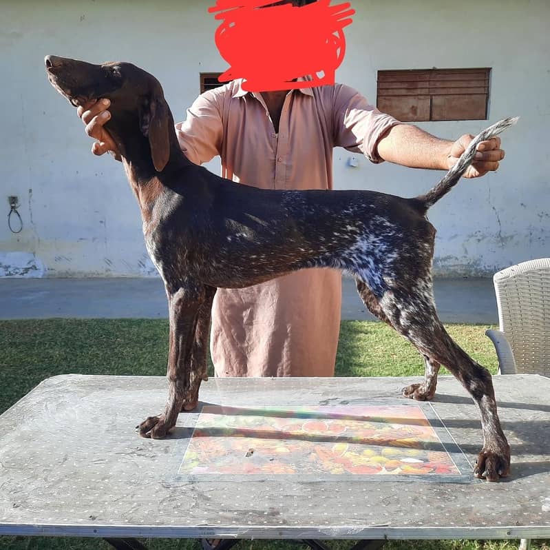 german short hair pointer 0