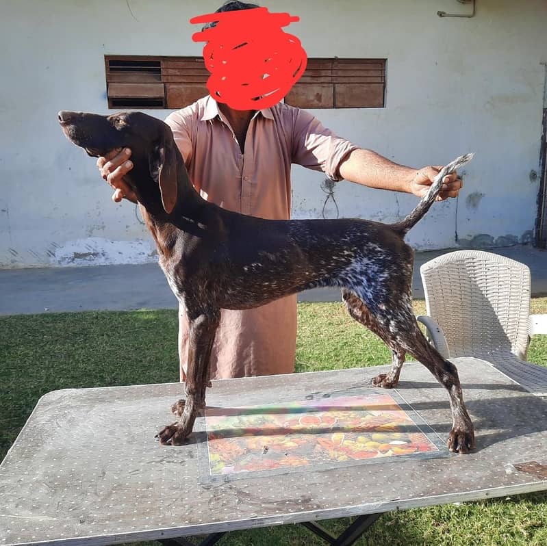 german short hair pointer 1