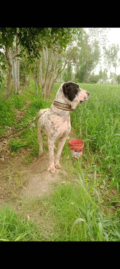 exchange with friendly dog bully and gulteir